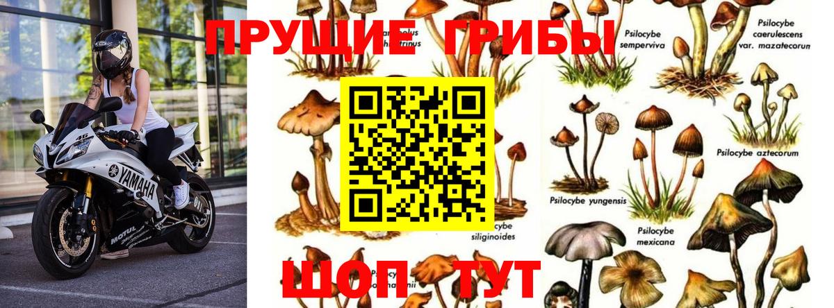 Псилоцибиновые грибы мухоморы Новодвинск